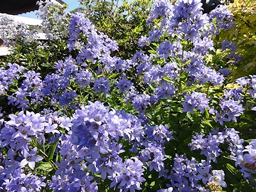 From Janet Pattison’s Garden