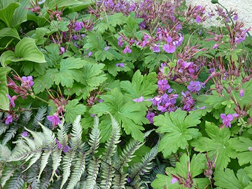 From Lawrence and Stephen Pine's garden