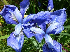 From Lawrence and Stephen Pine's garden