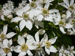 From Martin and Brenda Burt’s garden