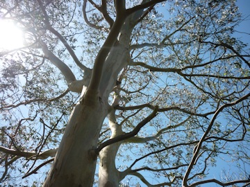 From Martin and Brenda Burt’s garden