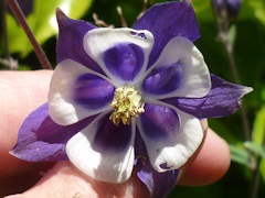 From Martin and Brenda Burt’s garden