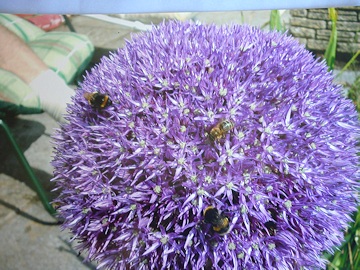 Marian and Derek Hall’s Garden