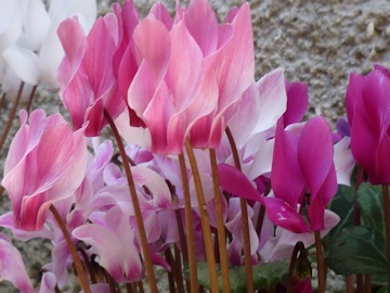 From our gardens - Cyril Sparey