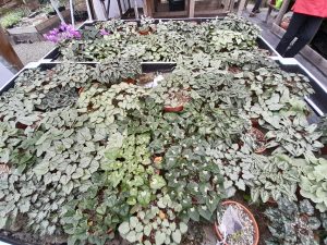 Different cyclamen varieties