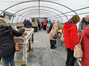 Members in one of the polytunnels at Buckland Cottage Nursery