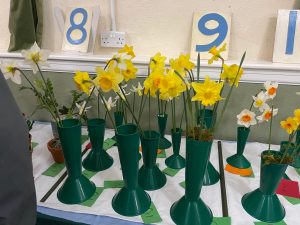 Class 9 daffodils, trumpet or large cup