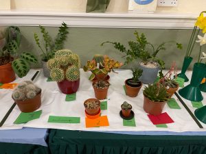 Cacti and succulents