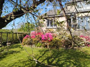 Azaleas at Knighton